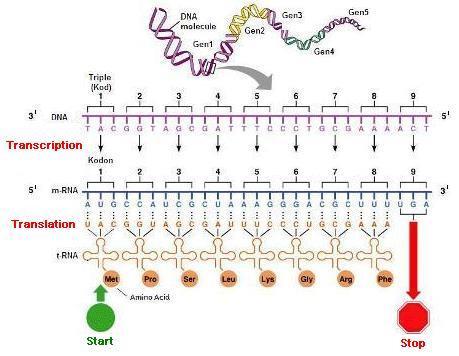 Kérdés: mi a következő DS templáthoz szekvenciához tartozó fehérje aminosav-sorrendje?