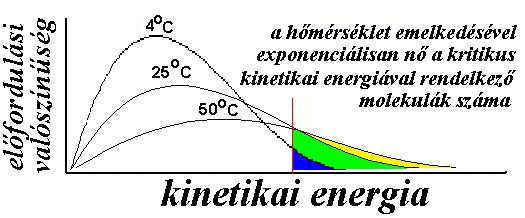 A reakciósebességi állandó értelmezése Arrhenius egyenlet E a k Ae RT A és E a értelmezése kolliziós elmélet alapján Az enzimek csökkentik az E a értékét E hatás háttere: Termodinamikai Szerkezeti 7