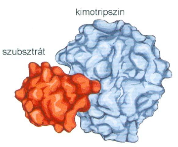 Szerin-proteázok