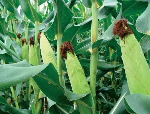 Csanád korai FAO 380 szemes kukorica Átlagos és kedvező adottságú termőhelyekre egyaránt javasolt, intenzív szárazanyag-beépülésű, erős szárú hibrid.