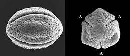 "VALÓDI" KÉTSZIKŰEK Eudicotyledoneae ~200.000 Alapvető sajátságok: Trikolpát pollen vagy ennek származékai Erős mol. támogatottság.