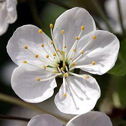 Ötszirmúak - Pentapetalae Általában pentamer virág, csésze és párta A sziromlevelek levéleredetűek (kiv.