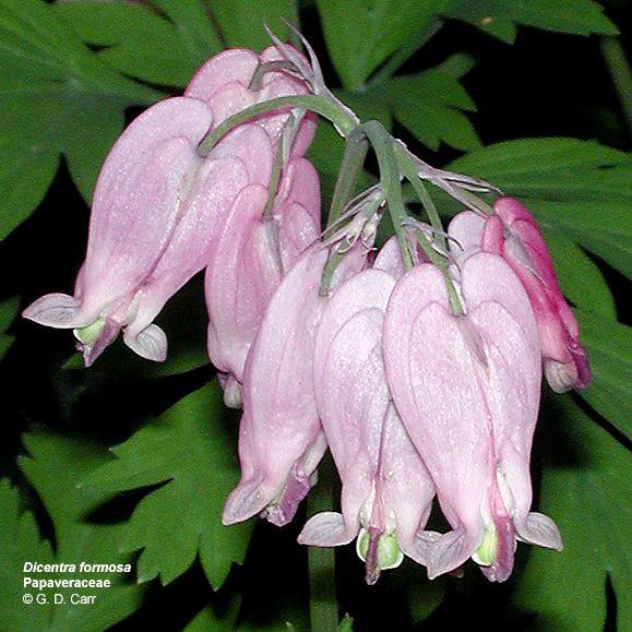 Dicentra Papaver