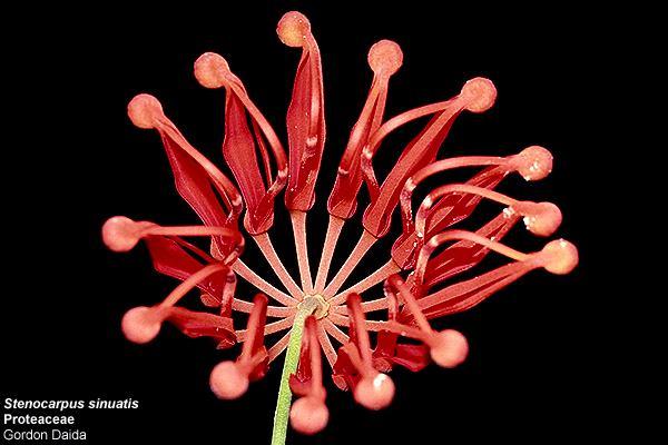 Proteaceae -