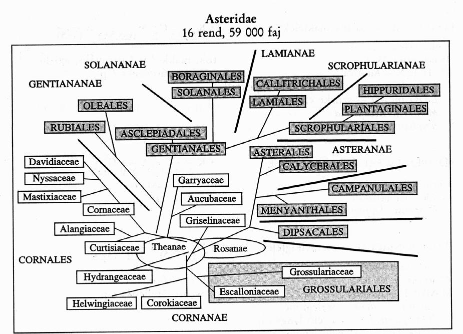 Legvilágosabban körülhatárolható, legfejlettebb forrtszirmú (nagyon kevés esetben szabadszirmú vagy sziromtalan) családok.