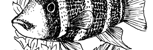 О бризи о потомству једне сродне врсте, Лоренз пише на следећи начин: До старости од неколико недеља, Hemichromis bimaculatus мале рибе ноћима носи до рупа гнезда где су провели своју рану младост.