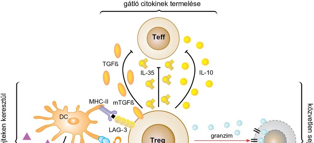 A Treg-sejtek által közvetített szabályozási mechanizmusok A Treg sejt által közvetített szabályozási lehetőségek 4 csoportra oszthatók: 1) Gátló citokineken keresztüli