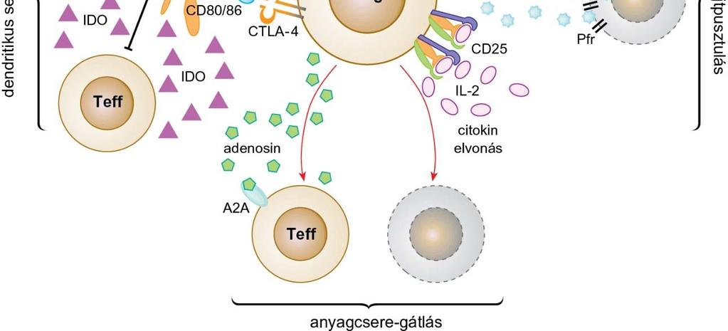 3) Anyagcsere gátlás: nagy affinitású IL-2R-függő (CD25) citokin elvonás-közvetített apoptózis, camp-közvetitett ill. adenozin-közvetített immunszuppresszió.