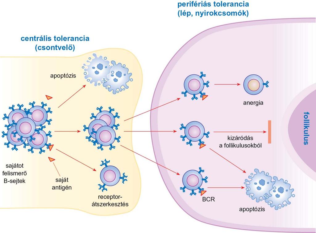 A B-sejtek által közvetített tolerancia kialakulása Sajátot