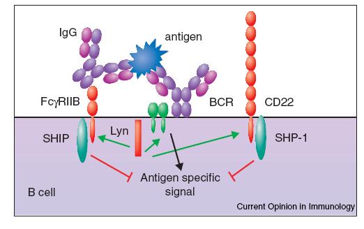 A B sejtek negatív szabályozása a Lyn tirozin kináz közvetítésével A