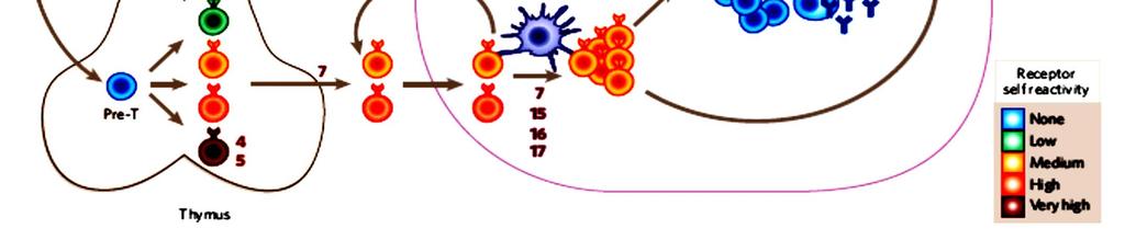 1) Éretlen B sejtek érésének leállítása; 2) BCR könnyűlánc átszerkesztése, V(D)J rekombináció; 3) Éretlen B sejtek halála, (6) BCR belső finomszabályozás /anergia (14) Aktivált B sejt plazmasejtté