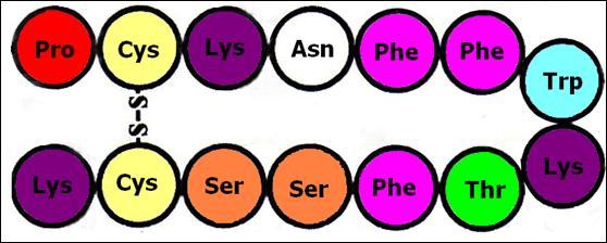 (2011) Comparison of the Anti-inflammatory and Anti-nociceptive Effects of Cortistatin-14 and Somatostatin-14 in Distinct In Vitro and In Vivo Model Systems. J Mol Neurosci. 46(1):40-50.