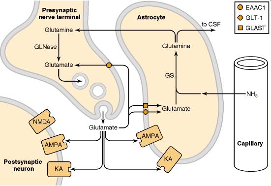 AsztroGlia fiziológia [Glu] ec koncentráció szabályozása glutaminase [Glu] IC ~1-10 mm [Glu] IV ~100 mm [Glu] EC ~1uM glutamine synthase [Glu] IC ~50uM-1 mm