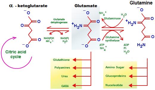 Glucose metabolism via pyruvate in neurons (left N) and astrocytes (right A) and of glutamine glutamate (GABA)