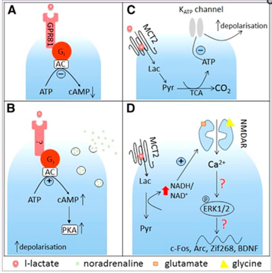 G proteincoupled receptor 81, also known as GPR81 Lactate