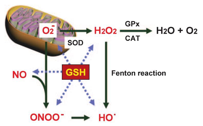 Glia-neuron interakció Glutathione Metabolikus együttműködés Neuronok nem képesek a cystine cystein redukcióra. A glutathion előállításhoz szükséges cysteint az asztrocitáktól kapják.