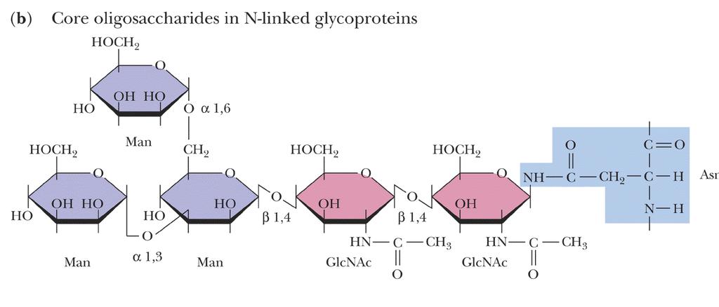 Aszparagin N-glikozidos kötésén át kapcsolódik össze a polipeptidlánc és a szénhidrát rész: A