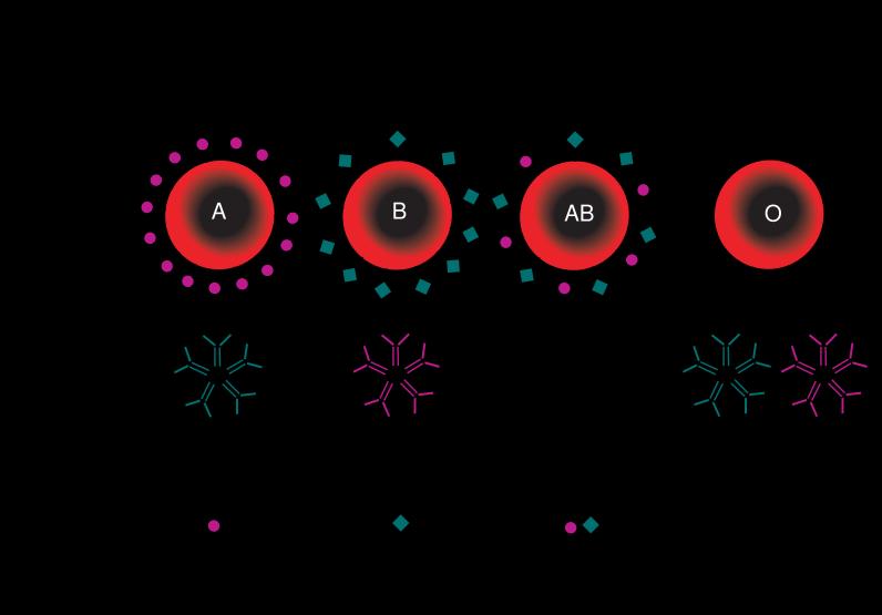 A vércsoport poliszacharidok: az A, B és 0 vércsoportokat az A, B és sejtfelszíni marker