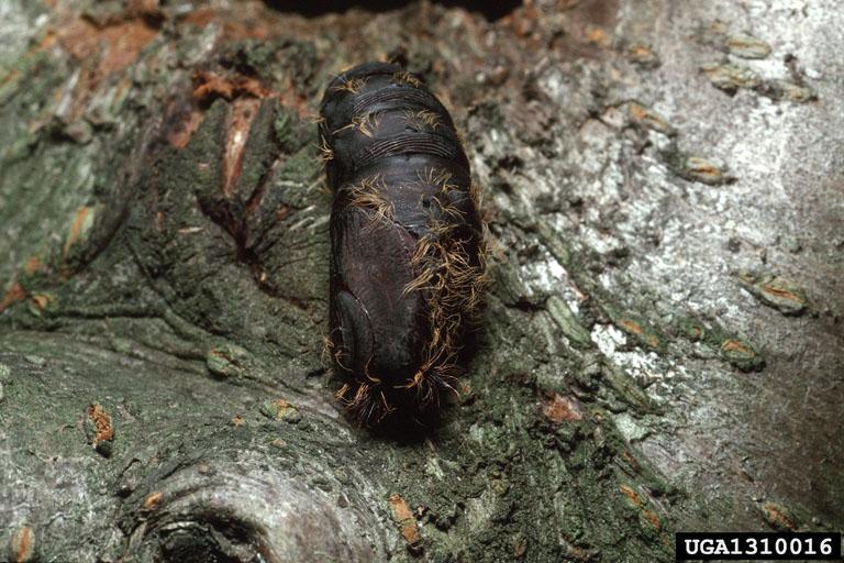 Közönséges Gyapjaslepke