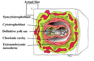A hypoblast további differenciálódása hypoblast Heuser membrán