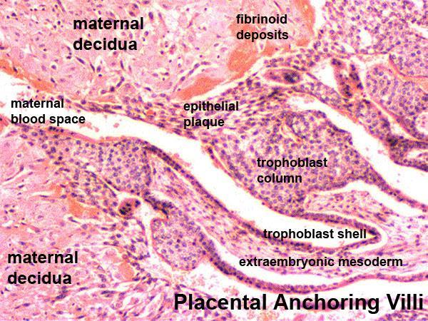 A terhes méh nyálkahártyája a decidua A decidua szerepe: A placenta anyai részét képezi. Védi conceptust az anyai immunválasz ellen. Féken tartja a trophoblast invázióját.