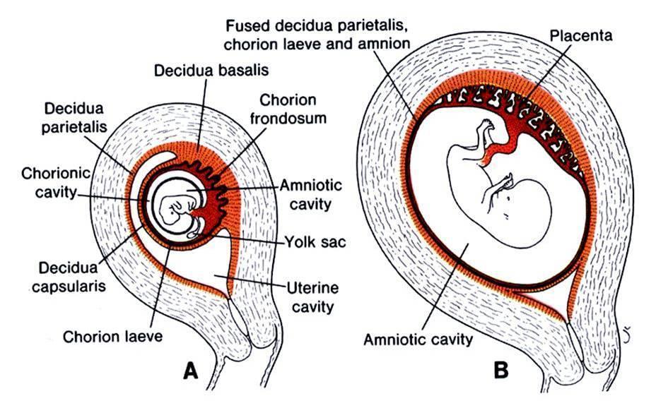 Decidua capsularis: az embriót borítja. 3.