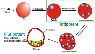 Őssejtek típusai pluripotens Multipotens (HSCs) multi-unipotens Totipotens: bármilyen embrionális és extraembrionális