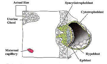 nap Epiblast Trophoblast: syncytiotrophoblast (külső réteg, multinuklearis) cytotrophoblast belső réteg,