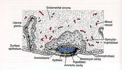 Implantation: 6th 7th day Implantation: 6th 7th day Implantation: 6th 7th day A beágyazódás kezdeti lépései A blastocysta