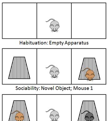 III. Pszichés vizsgálatok Szociális viselkedés vizsgálata Three-chamber sociability test (1) autisztikus