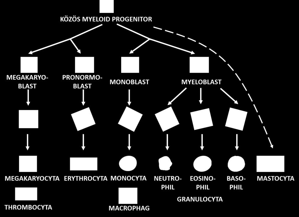 Polycythaemia vera (PV) Krónikus neutrophil leukaemia Krónikus eosinophil