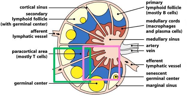 png/640px-lymph_node.png https://embryology.med.