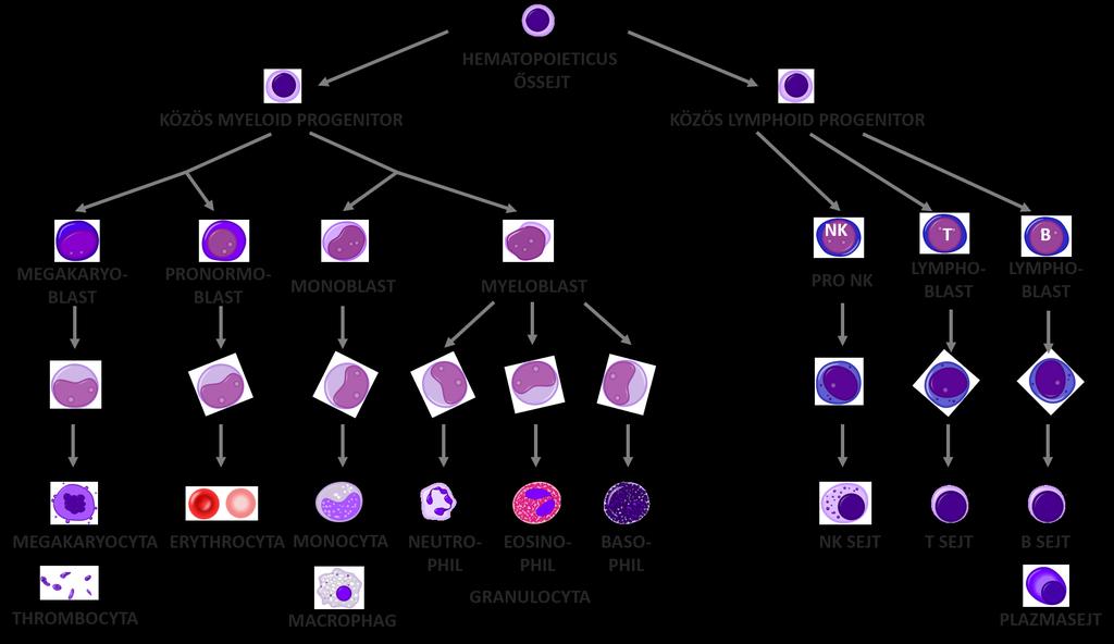 Csontvelő daganatok felosztásának elve