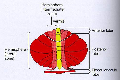 Hemispherium intermedier zóna Vermis Elülső lebeny Hemispherium laterális zóna Hátsó lebeny Flocculonoduláris lebeny Fejlődéstani felosztás (Edinger) 1.