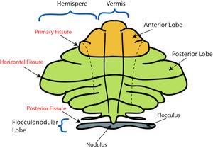 Kisagy anatómiája 10%-a teljes agy térfogatának 2 félteke +vermis 10 lebeny Cortex (szürke állomány) Fehér állomány