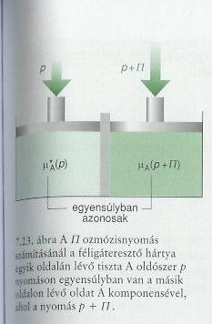 Ozmotikus egyensúly vizsgált termodinamikai rendszer: - komonensek: + oldott anyag(ok) - fázisok: tiszta + oldat (fizikailag elválasztva) - korlátozás: az oldott anyag nem lé át a tiszta be ezt egy