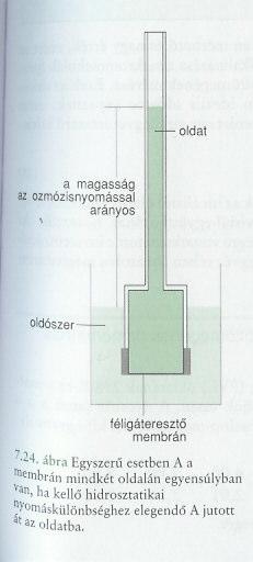 Ez a nyomás nyomás a féligátereszt fal két oldalán nem lesz egyenl Egy egyszer kísérletben a hidrosztatikai nyomás éen a nyomáskülönbséggel az ozmózisnyomással lesz egyenl!