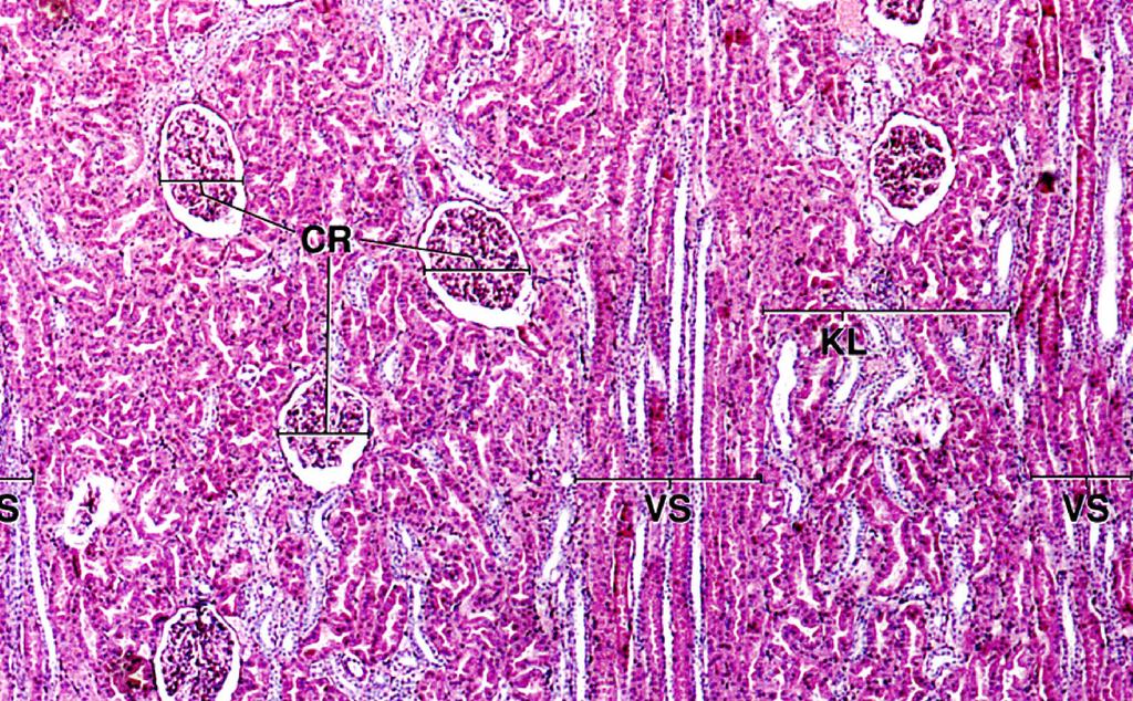 PARS RADIATA ET PARS CONVOLUTA LOBULI CORTICALIS