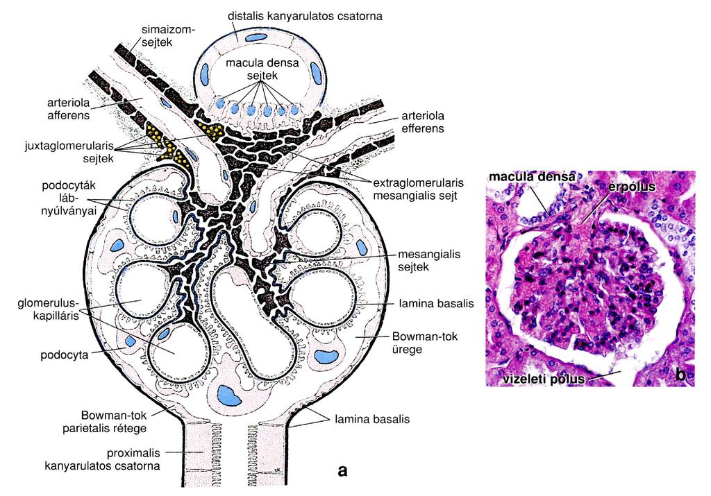 A JUXTAGLOMERULÁRIS RIS APPARATUS (JGA) Adrenerg