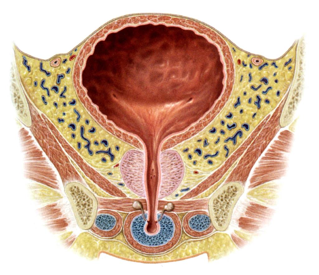Prostata Trigonum vesicae Paracystium M.