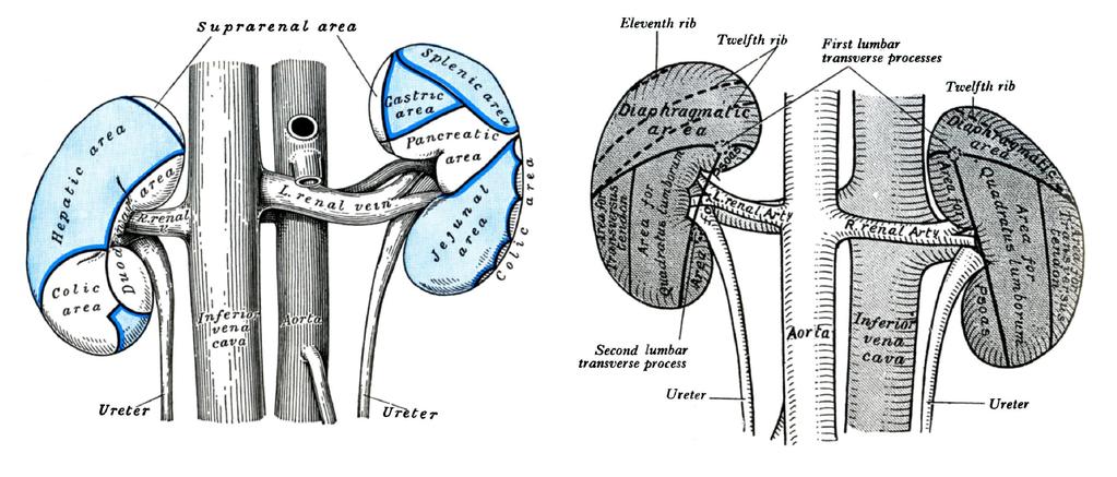 A JOBB- ÉS S A BAL VESE ÉRINTKEZÉSE HASI SZERVEKKEL ÉS S A HÁTSH TSÓ HASFAL IZMAIVAL Máj, vastagbél, duodenum,, gyomor, lép, l