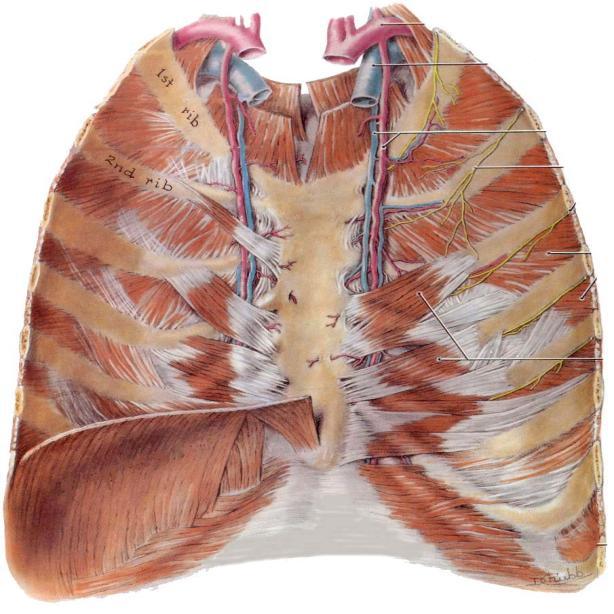 THORACOCENTESIS THORACOCENTESIS