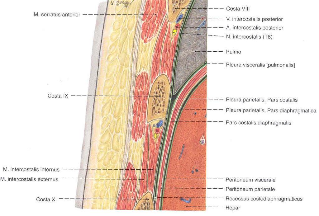 intercostales externi töltik ki a hátsó részeket, míg elől szalagok