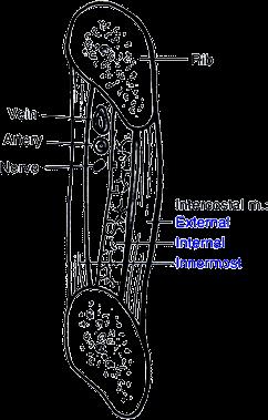 intercostales interni az angulus és a sternum között töltik ki a