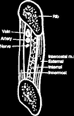 intercostalis (a canalis intercostalisban futnak, amelyet a mm.