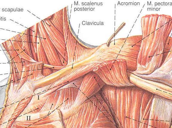REGIO INFRACLAVICULARIS Határai: - clavicula - plica axillaris anterior - m. deltoideus (sulcus deltoideopectoralis) - art. sternoclavicularistól lefelé induló függőleges Képletei: - platysma - m.