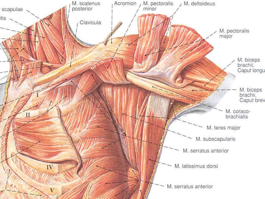 REGIO (FOSSA) AXILLARIS Határai: - plica axillaris anterior (m. pectoralis major et minor) - plica axillaris posterior (m. latissimus dorsi, m. teres major, m. subscapularis) - m.