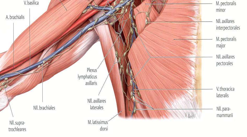 AZ AXILLA SZERKEZETE Parasagittal section through the pectoral region. 1.