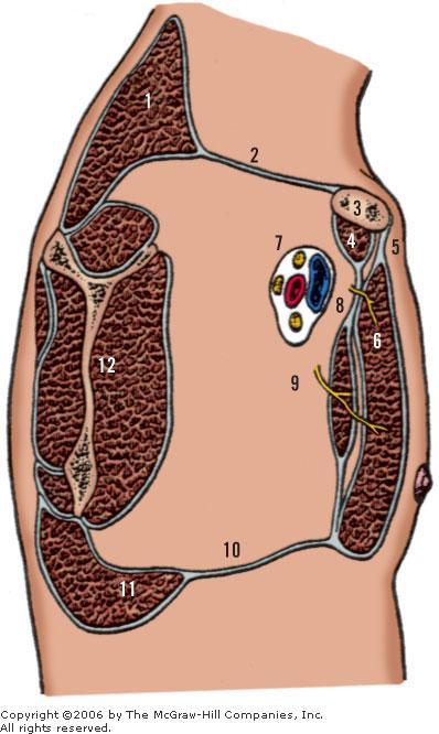 pectoralis lateralis 3. Clavicula 9. n.