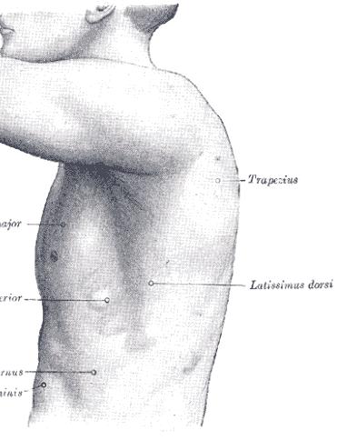 (Regio pectoralis) ÜREGE: - cavum thoracis -- apertura